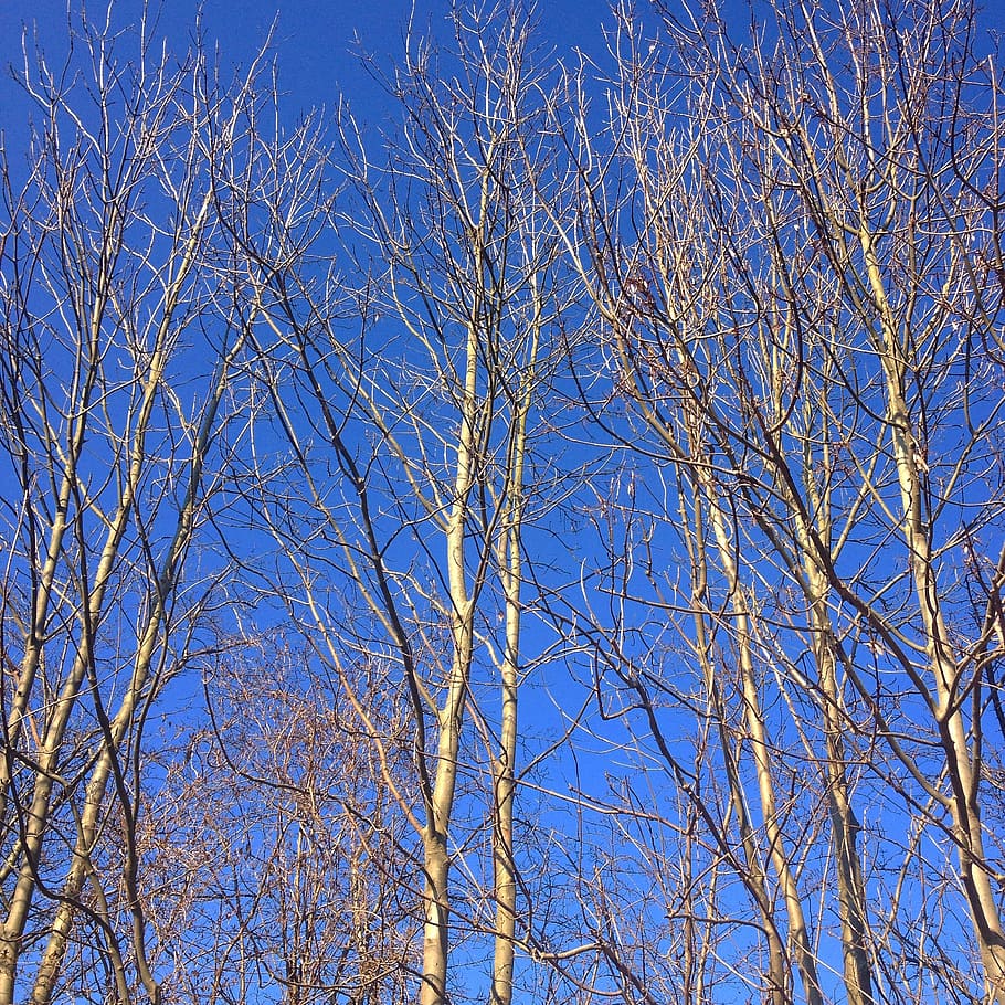 spring, trees, sky, low angle view, plant, branch, blue, bare tree HD wallpaper