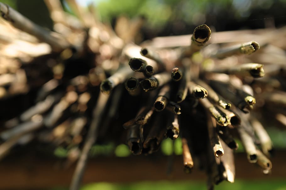 sticks, macro, blur, edge, selective focus, close-up, no people HD wallpaper