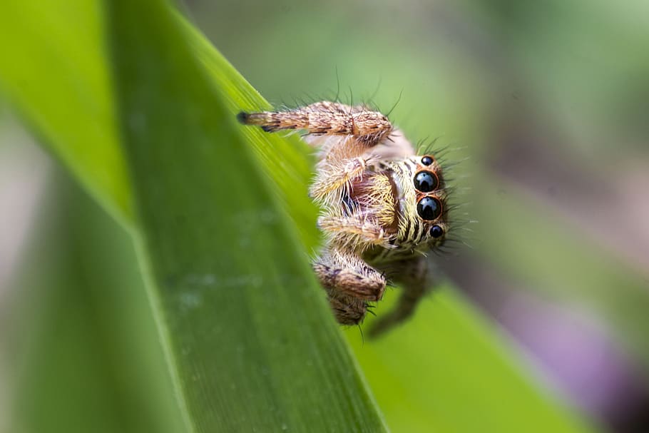 spider, macro, bug, garden, green, creature, animals in the wild HD wallpaper