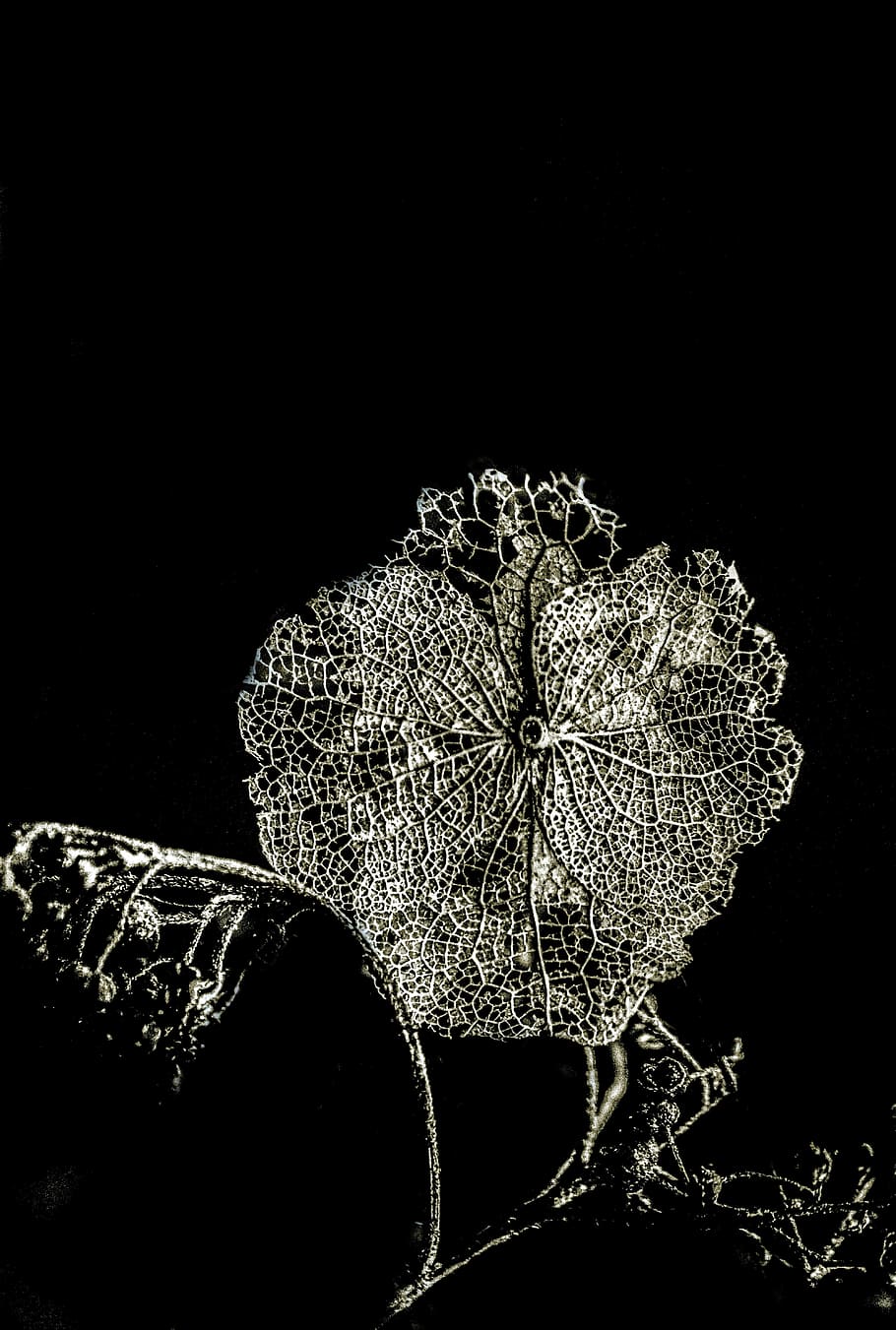 Black, White, White, Flower, Design, Pattern, floral, modern HD wallpaper