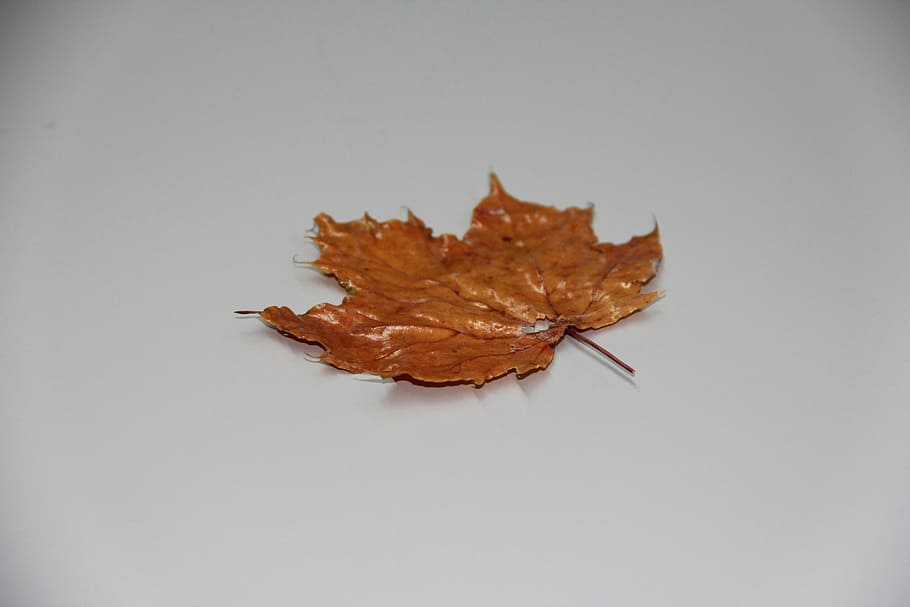 fall leaves, leaf, autumn, plant part, change, dry, studio shot HD wallpaper
