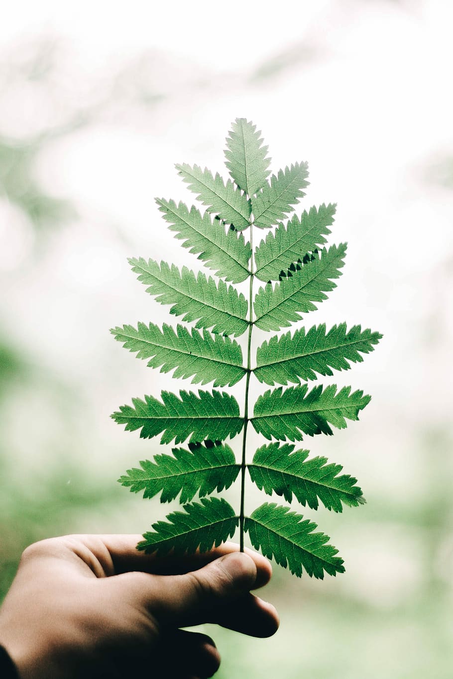 person holding green leaves, green leaf, plant, hand, grow, fresh HD wallpaper