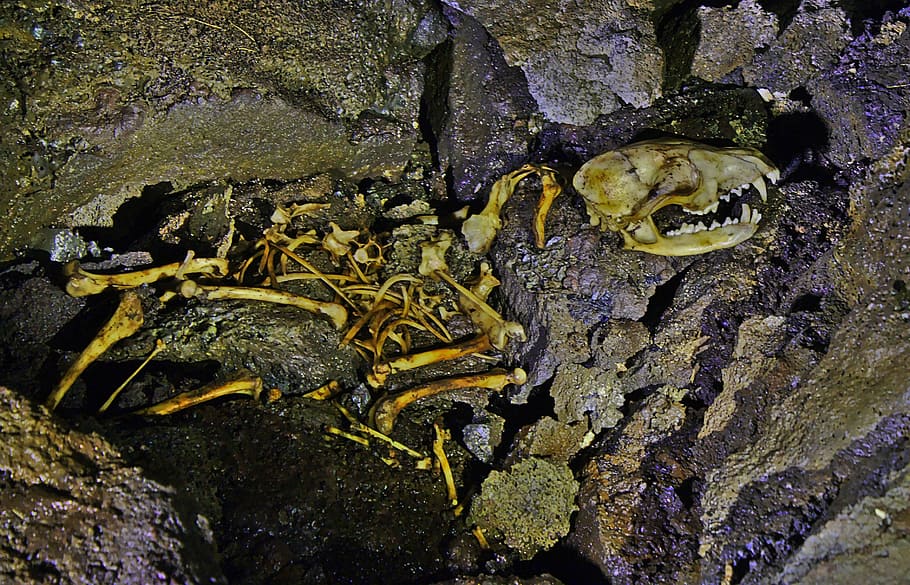 skeleton, fox, skull, bone, dead, animal wildlife, animals in the wild HD wallpaper