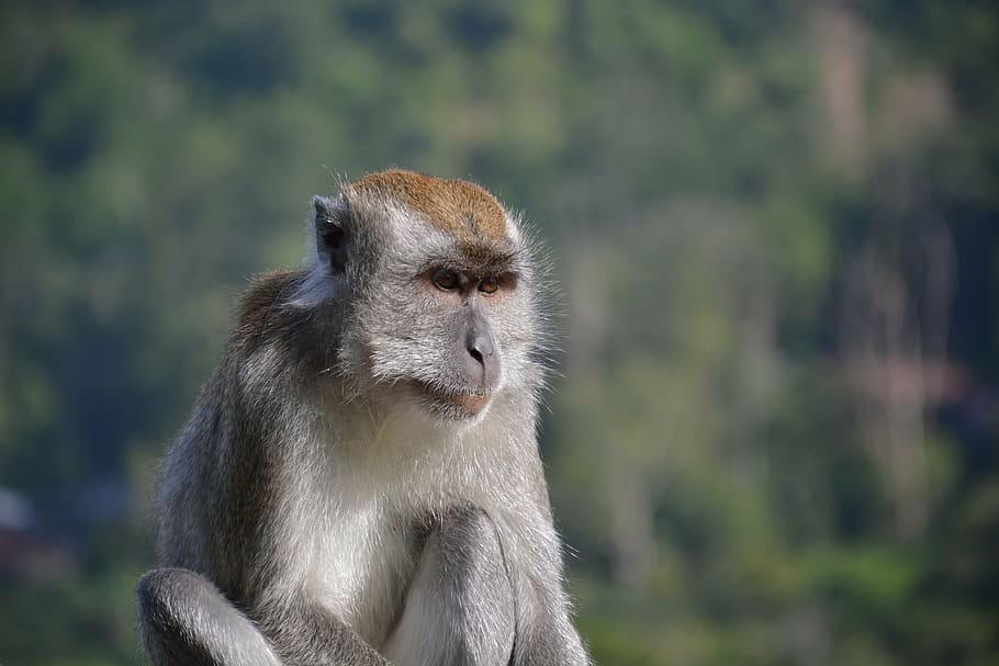 macaque, monkey, animal, mammal, nature, humps, zoo, indonesia HD wallpaper