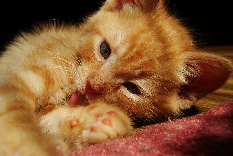kitten, cat, rudy, small, pet, charming, cat's eyes, a young kitten HD wallpaper