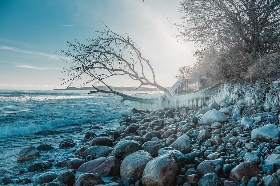 beach, branch, cold, daylight, zing, frost, frosty, frozen HD wallpaper