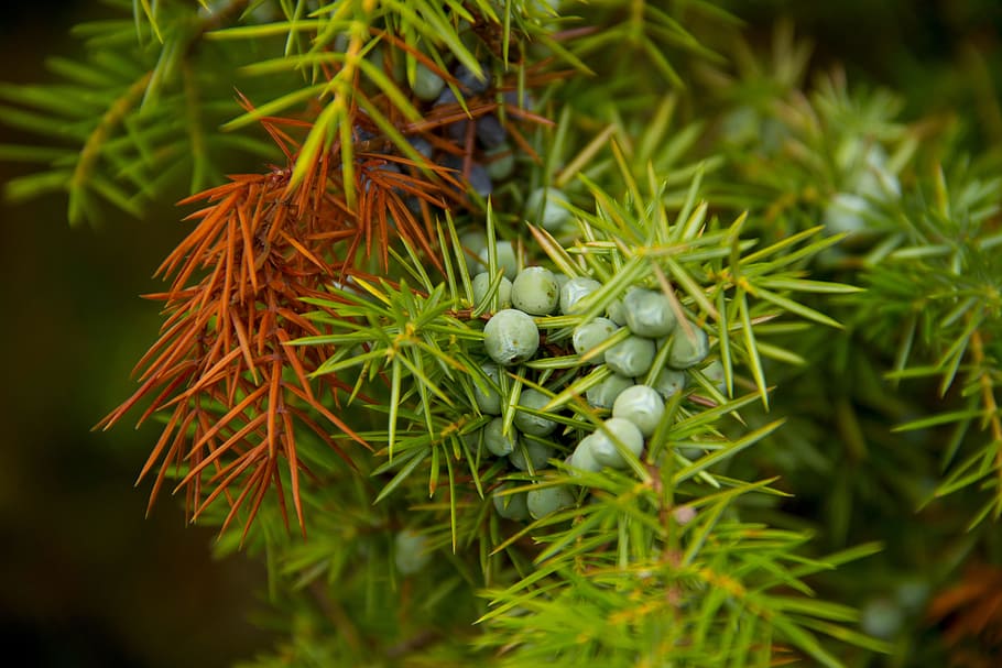 juniper, berry, green, nature, plant, detail, needles, tree HD wallpaper