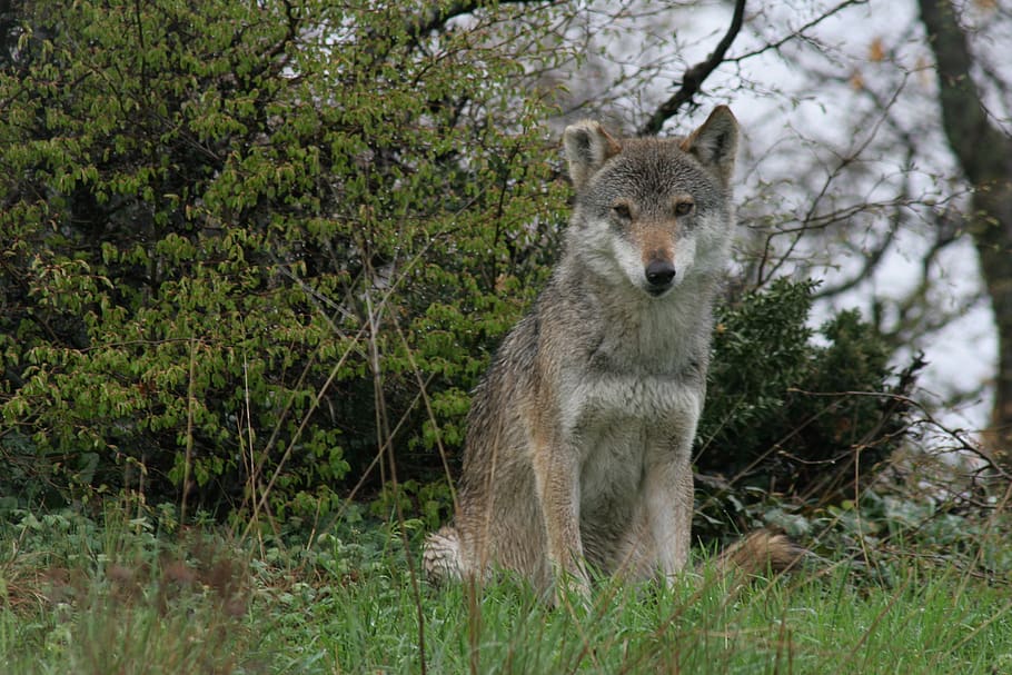 gray wolf, wild life, nature, one animal, animal wildlife, animals in the wild HD wallpaper