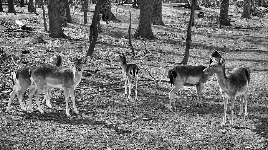 forest, deer, landscape, fallow deer, black and white, animal HD wallpaper