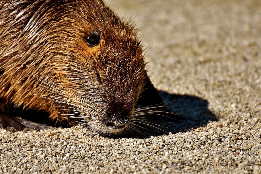 Nutria, Water Rat, splashing, animal world, nature, fur, rodent HD wallpaper