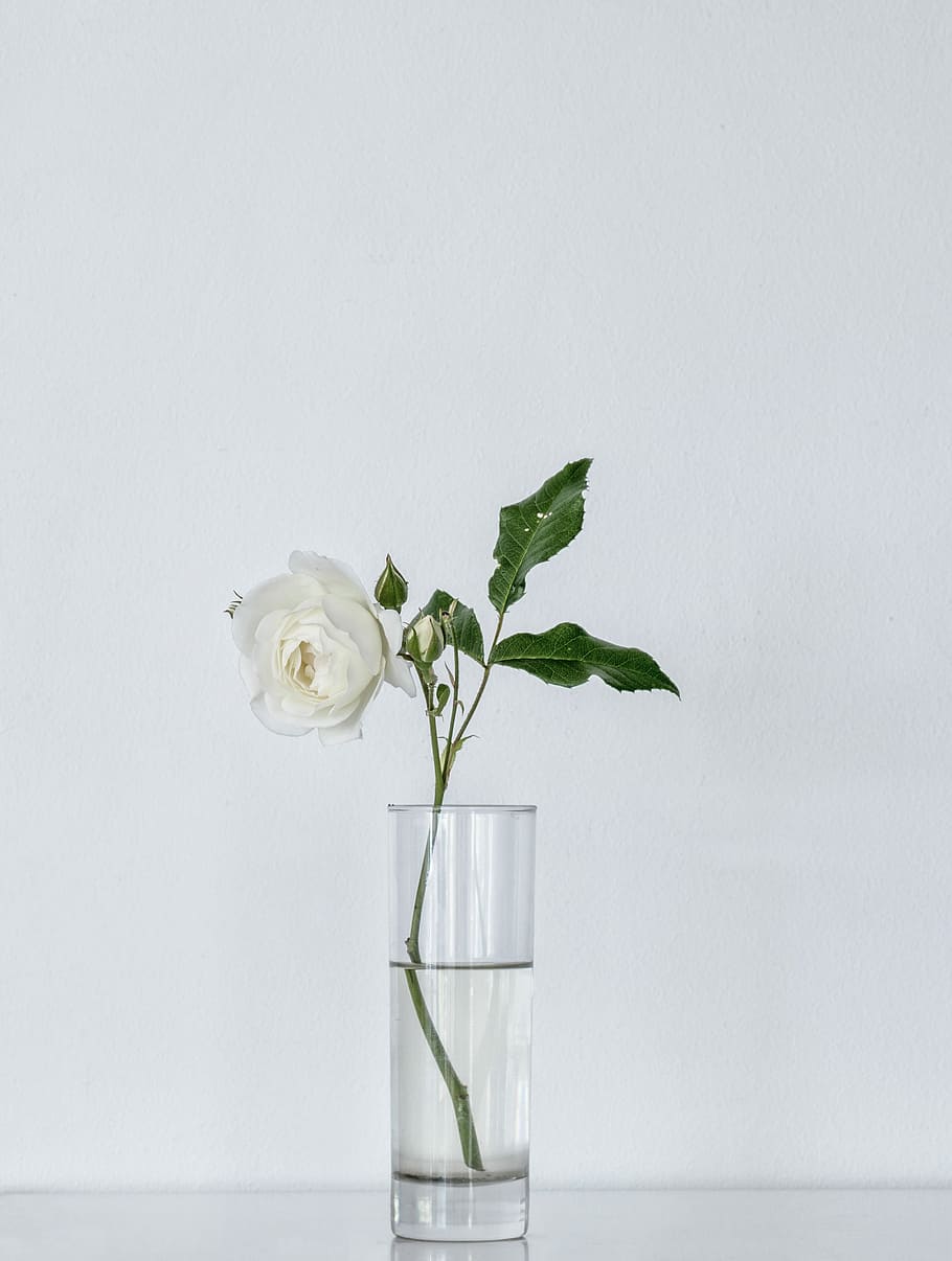 white rose on glass vase, white rose on clear glass vase, leaf HD wallpaper