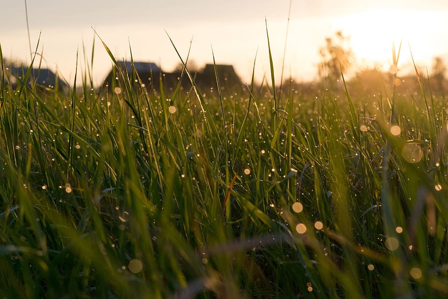 green, grass, field, plant, nature, outdoor, sunlight, sunrise HD wallpaper