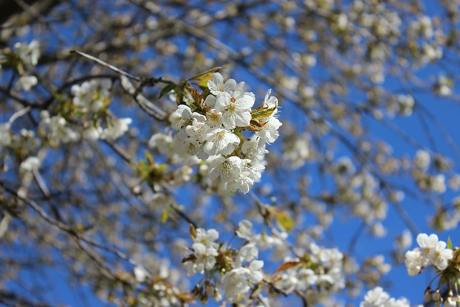 cherry trees, close-up flower, spring, white blossom, plant HD wallpaper
