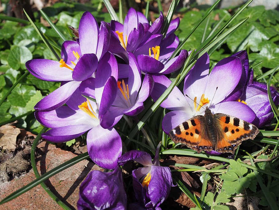 Crocus, Butterfly, Spring, purple, flower, petal, nature, beauty in nature HD wallpaper