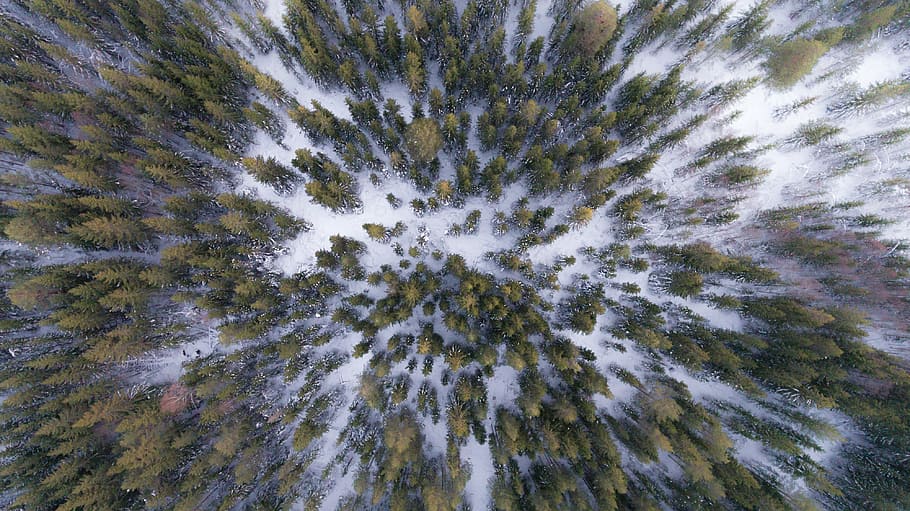 aerial view of green trees during daytime, forest, winter, background HD wallpaper