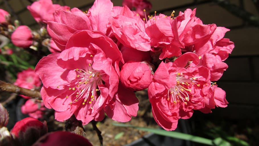 flowering, peach, blooming, flowering plant, beauty in nature HD wallpaper
