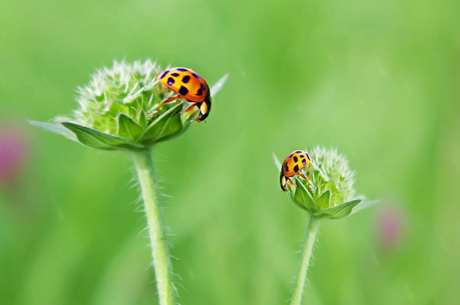 ladybug, luck, art, cheerful, meadow, satisfaction, points HD wallpaper