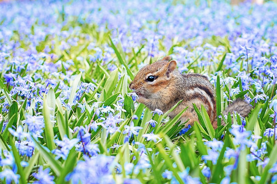 brown squirrel in green leafed plant in shallow focus photography HD wallpaper