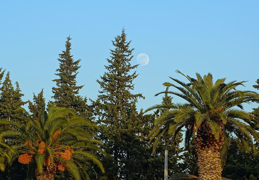 trees, day, blue, green, landscape, palms, moon, the nature HD wallpaper