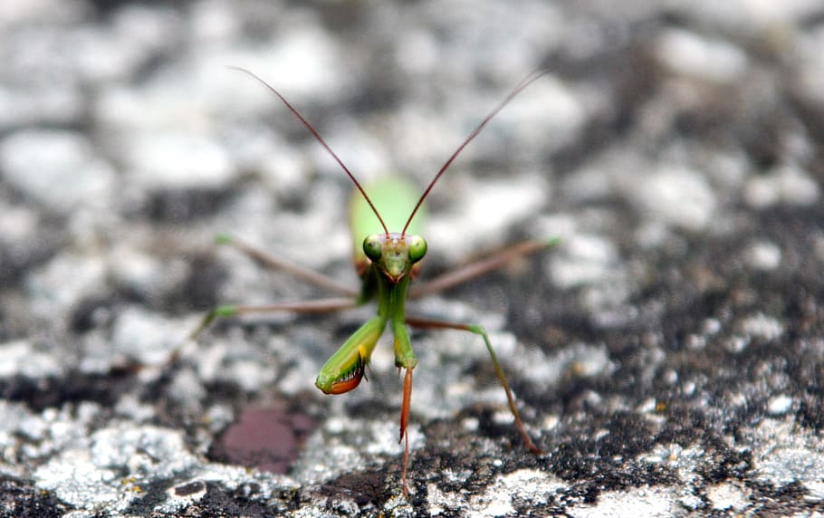 mantis, insect, green, nature, macro, leaf, grasshopper, mantis religiosa HD wallpaper