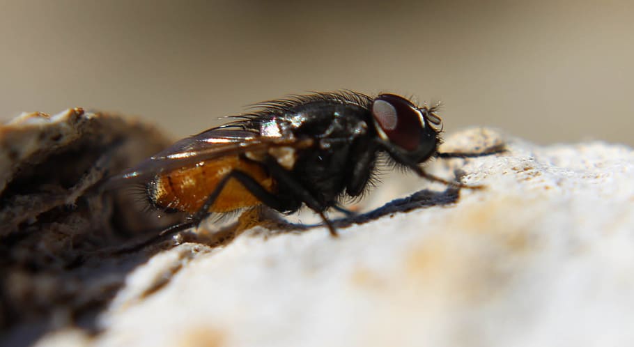 Black Fly on Rock in Macro Photography during Daytime, bug, creature HD wallpaper