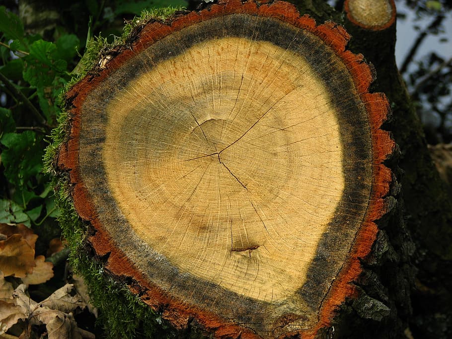 Tree, Grates, Annual Rings, Log, tree grates, structure, wood HD wallpaper