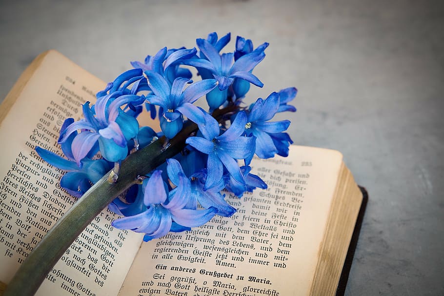 HD wallpaper: flower, hyacinth, blue, fragrant flower, flowers, blue ...