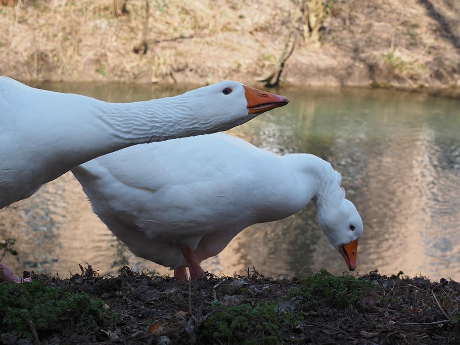 Goose, Head, Neck, Animal, White, bill, livestock, bird, poultry HD wallpaper