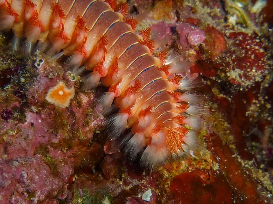 Fire, Worm, Diving, Underwater, Croatia, fire worm, macro, close HD wallpaper