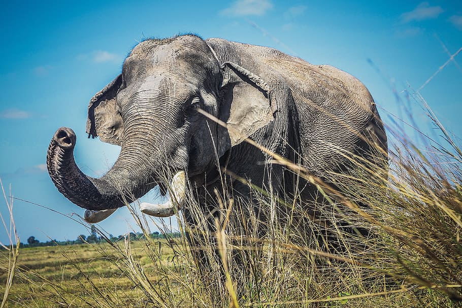 Hd Elephant Walk King Sized Wallpaper 4 K Background, Big Elephant