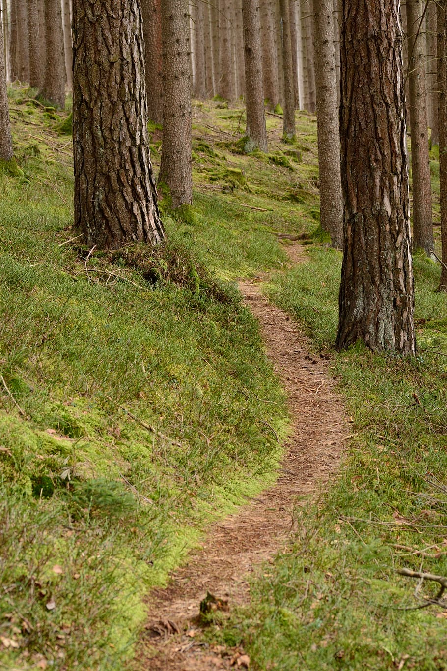 green grass with woods at daytime photography, recovery, away HD wallpaper