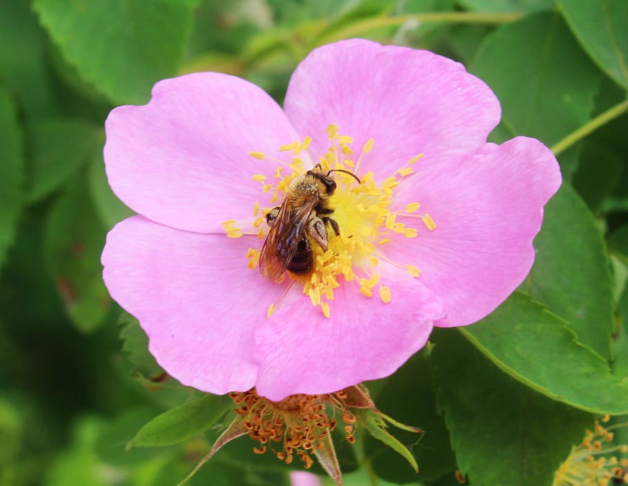 Bumblebee, Insects, Bees, Flowers, Bugs, nature, wildlife, honeybee HD wallpaper