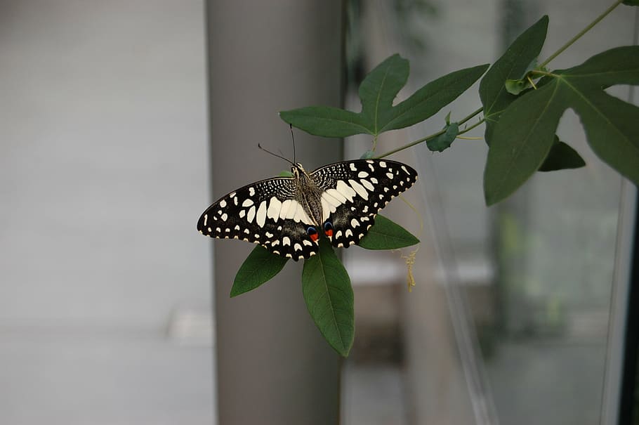butterfly, nature, insect, animal wildlife, animal themes, invertebrate HD wallpaper