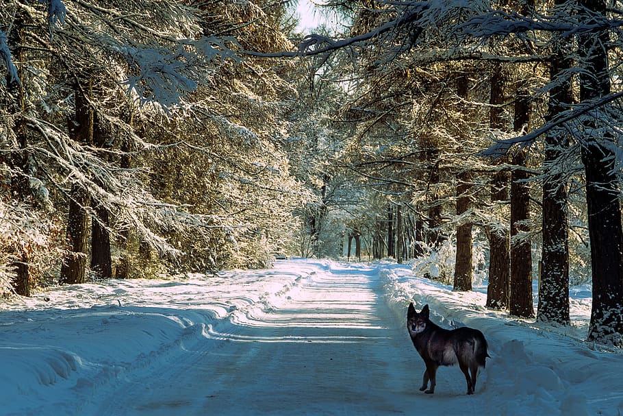 black wolf in the middle of snow fields and pine trees, winter HD wallpaper