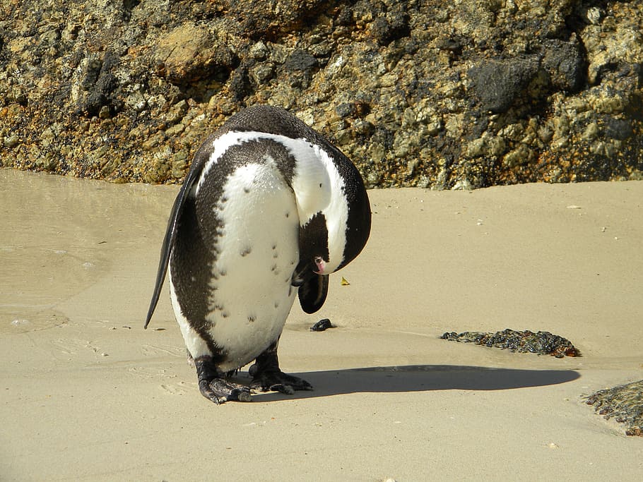 pingivn, bird, beach, animal themes, animal wildlife, animals in the wild HD wallpaper