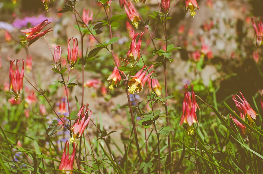 flowers, red, garden, spring, nature, plant, flowering plant HD wallpaper