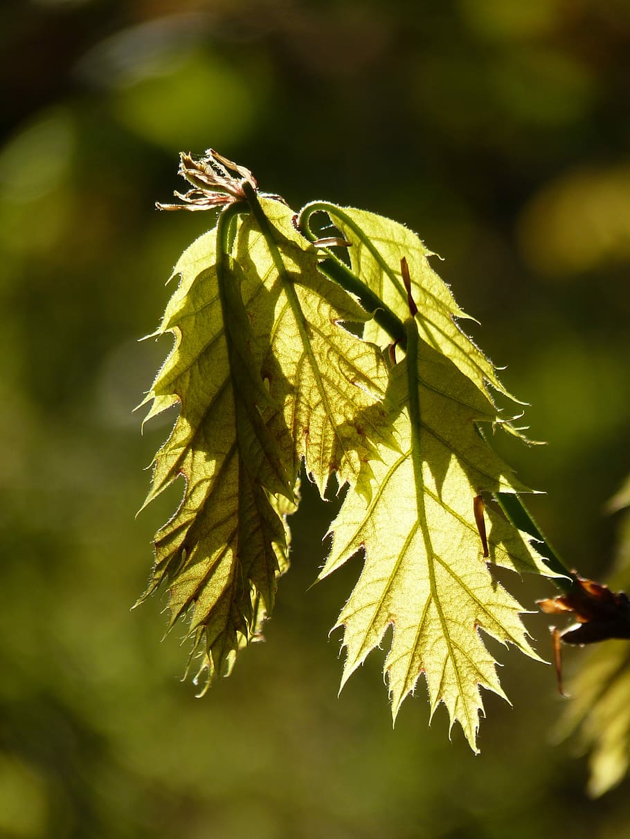 Maple, Leaf, Tree, Leaves, Forest, nature, green leaves, branch HD wallpaper