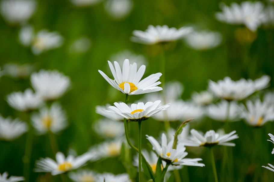 Daisies, Midsummer, Bed, Skåne, White, summer flower, meadow flower HD wallpaper