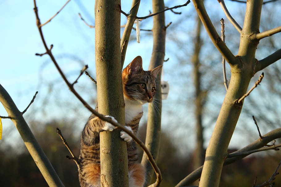 brown cat climbing on tree, sky, domestic cat, young cat, nature HD wallpaper