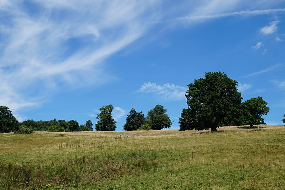 landscape, meadow, tree, sky, nature, grass, clouds, summer HD wallpaper