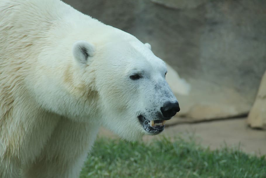 polar bear, white, teeth, ears, eyes, face, cold, ice, zoo HD wallpaper