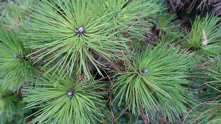 black pine, pine needles, conifer, pine branch, green color HD wallpaper