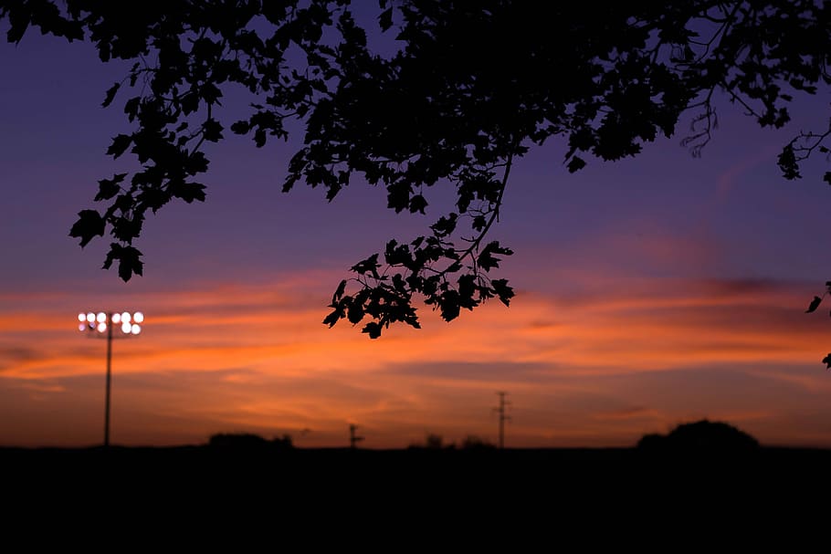 silhouette of tree, silhouette photo of tree and street posts HD wallpaper