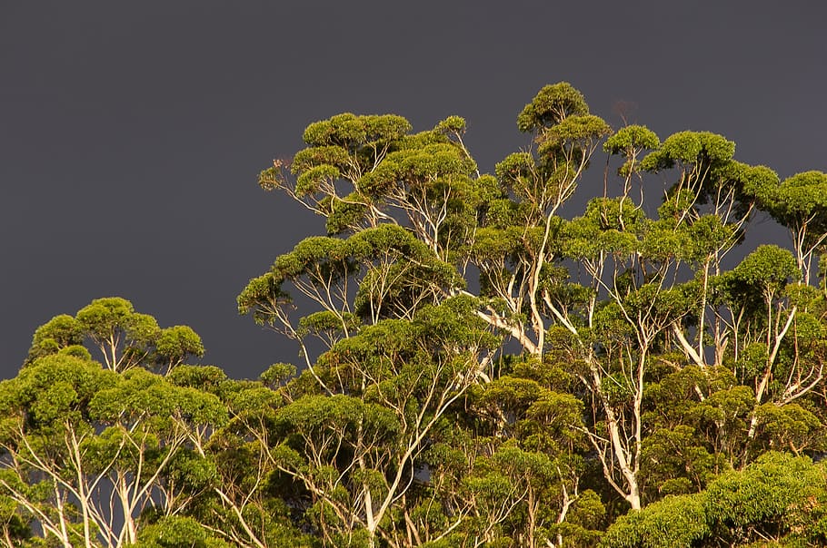 green trees under dark clouds, gum trees, eucalypts, native, subtropical, HD wallpaper