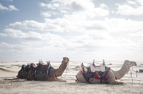 photo of two camels lying on sand, two camels on sands, dessert HD wallpaper