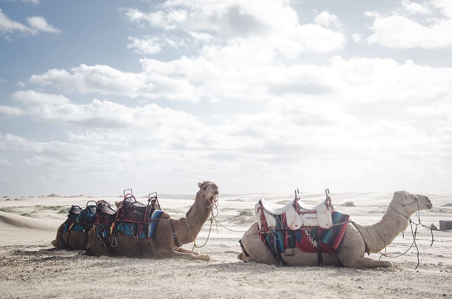 photo of two camels lying on sand, two camels on sands, dessert