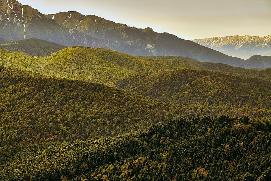 romania, forest, trees, woods, mountains, landscape, nature HD wallpaper