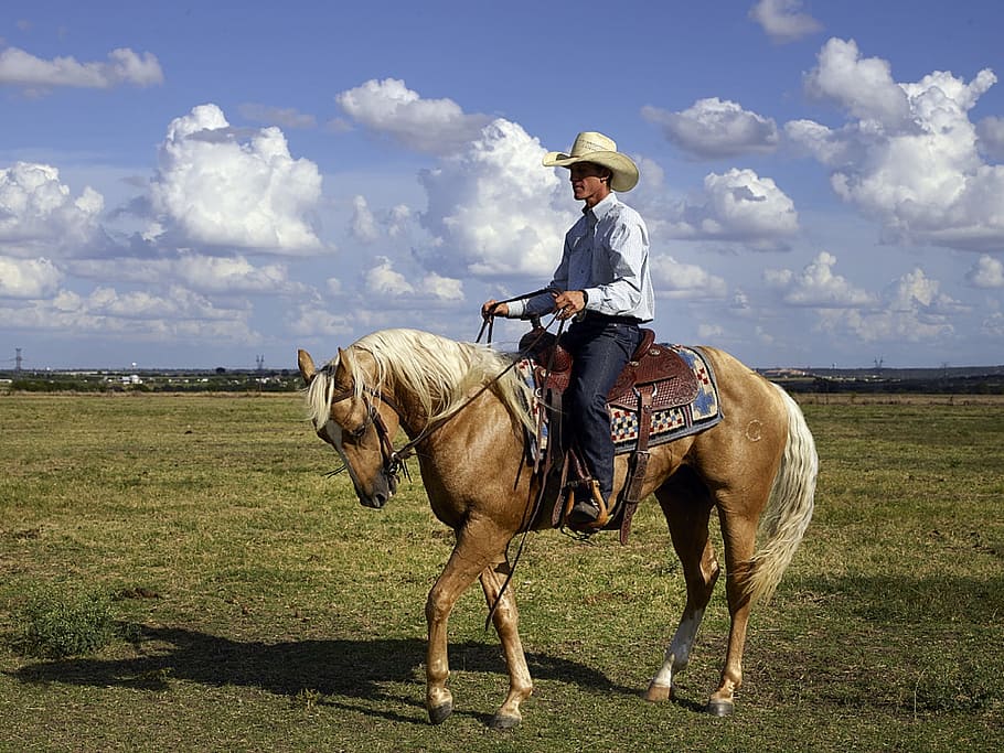 man riding a brown horse on a green field, cowboy, quarter horse