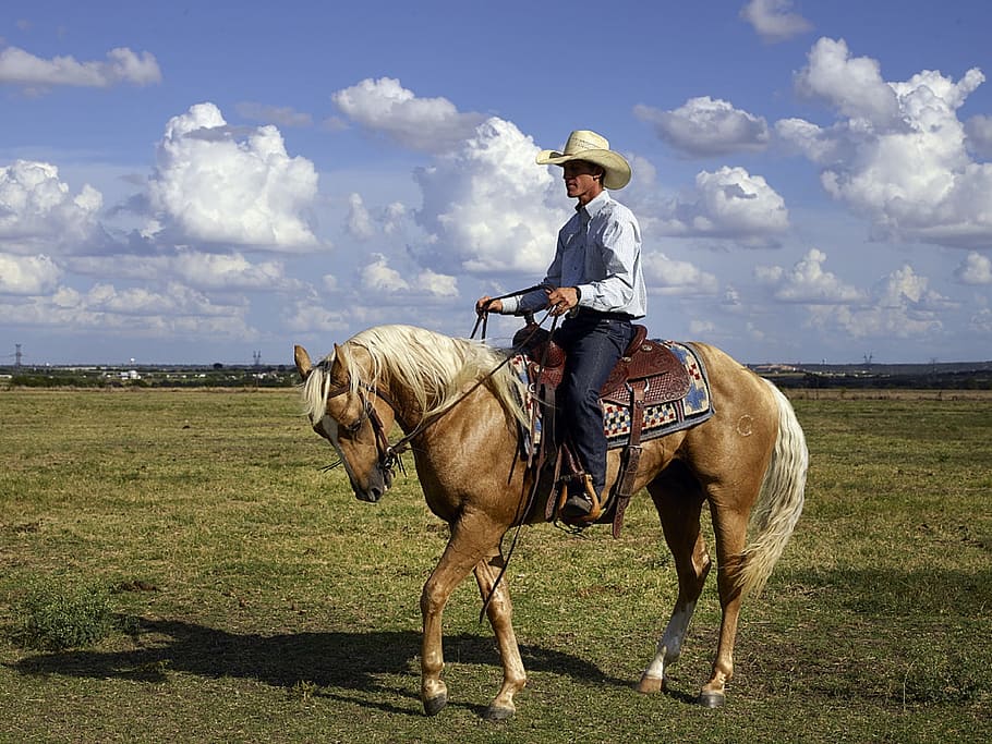 HD wallpaper: man riding a brown horse on a green field, cowboy