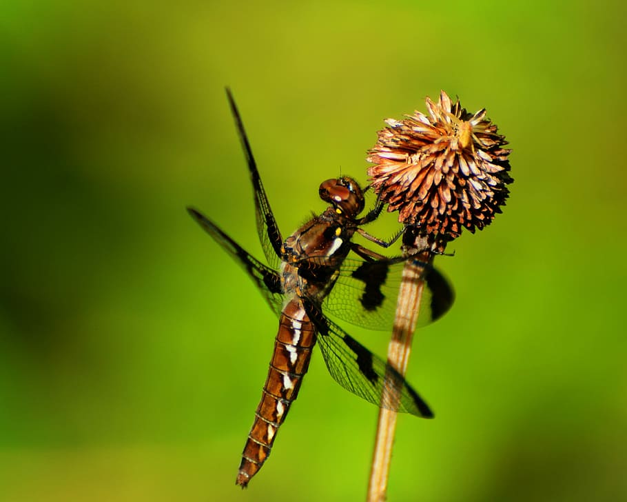 Dragonfly, Insect, Wings, Flying, Eyes, wildlife, animal, animal wildlife HD wallpaper